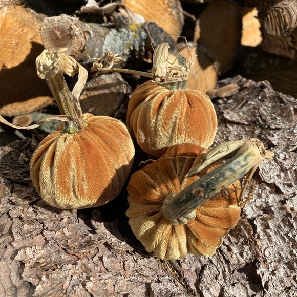 Velvet pumpkins - Picture 3 of 5